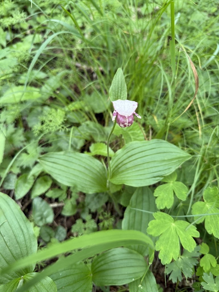 Cypripedium guttatum