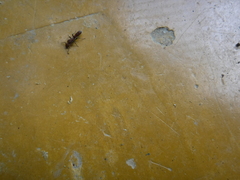 Platythyrea punctata