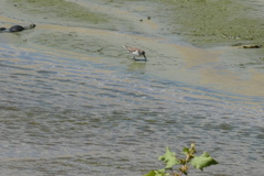 Calidris alpina