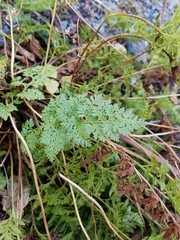 Cryptogramma sitchensis