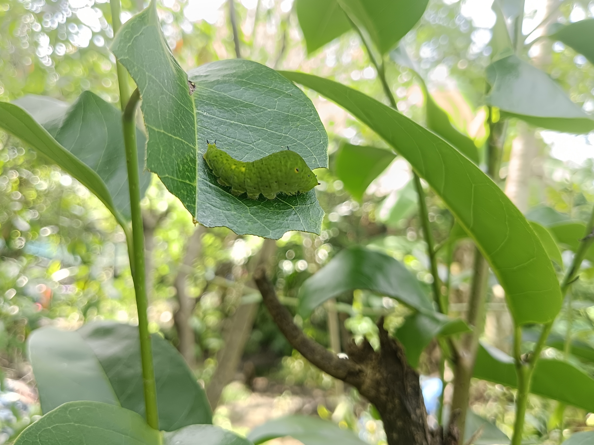 Tailed Jay