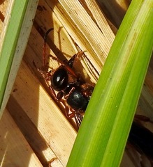 Isodontia exornata