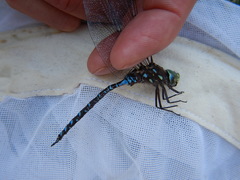 Aeshna interrupta interrupta