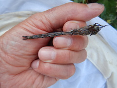 Aeshna interrupta interrupta