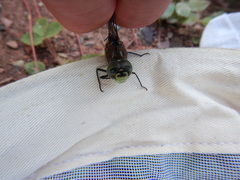 Aeshna interrupta interrupta