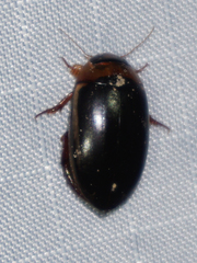 Hydaticus bimarginatus