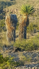 Yucca faxoniana