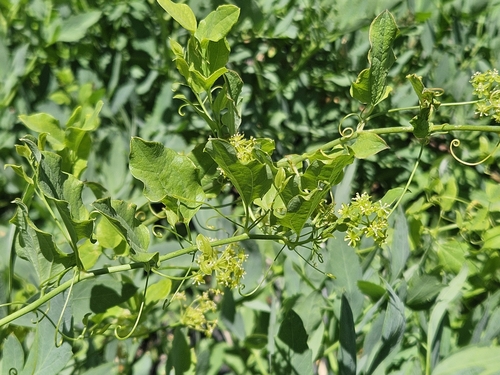 English Peak greenbrier (Smilax jamesii)