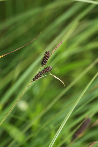 Carex schmidtii iNat (2)