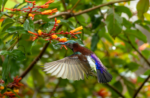 Purple-rumped Sunbird (Leptocoma zeylonica), photo 10
