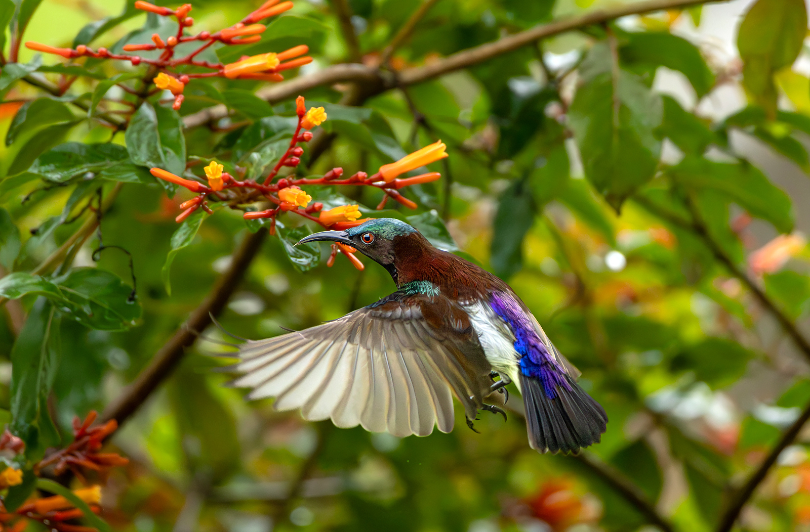 Purple-rumped Sunbird illustration