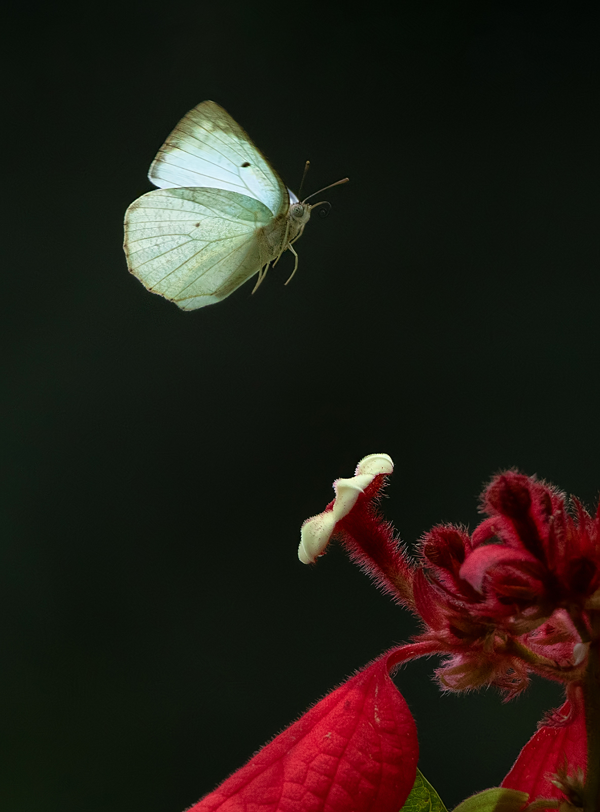 Mottled Emigrant