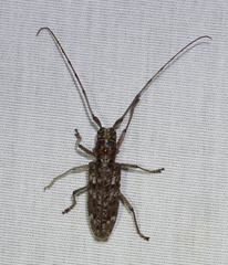 Monochamus carolinensis