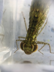 Anax junius