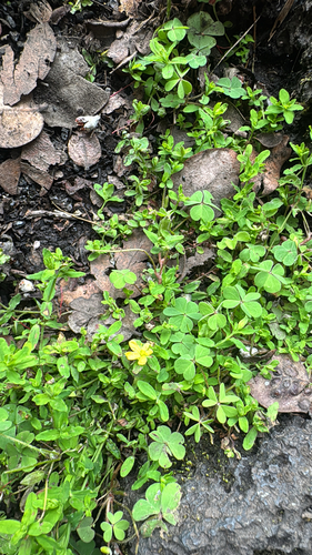 Oxalis corniculata observed 2025-07-05