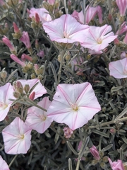 Convolvulus oleifolius, photograph (c) Marios Thoma, some rights reserved (CC BY)