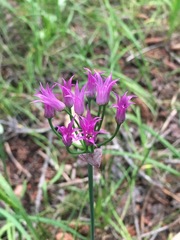 Allium brevistylum