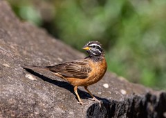 Emberiza tahapisi