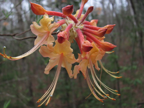 Rhododendron austrinum