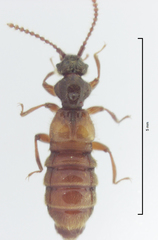 Sagola pulchra