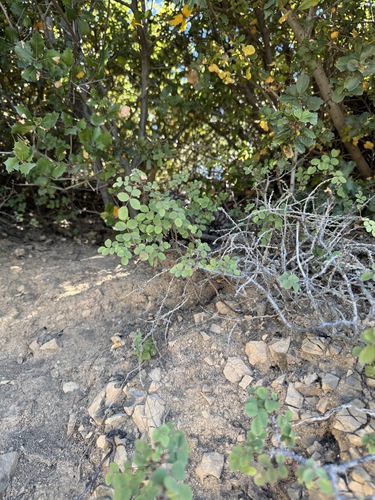 ground rose (Rosa spithamea)