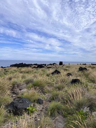 rock fescue