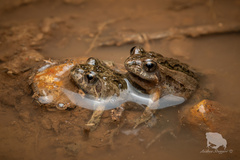 Sign-Bearing Froglet photo 3