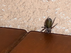 Filistata insidiatrix