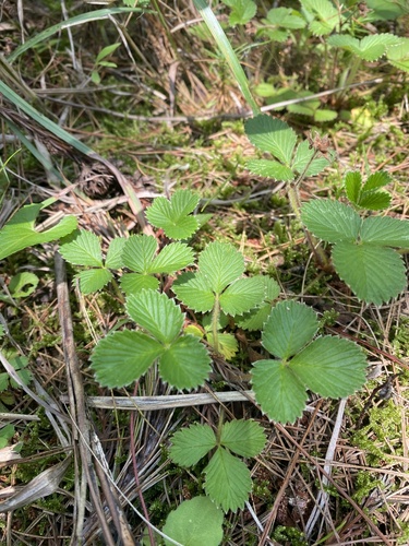 Nilgiri Strawberry