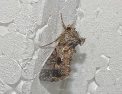 Ctenoplusia furcifera