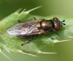 Riponnensia splendens