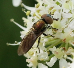 Riponnensia splendens