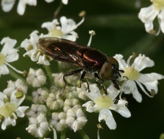 Riponnensia splendens