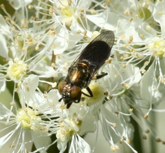Riponnensia splendens