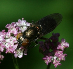 Riponnensia splendens