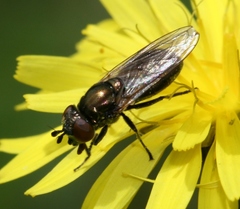 Riponnensia splendens