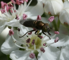 Riponnensia splendens