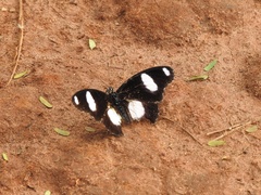 Hypolimnas misippus