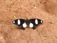 Hypolimnas misippus