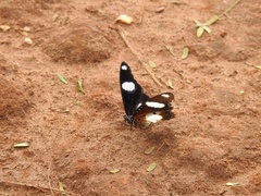 Hypolimnas misippus