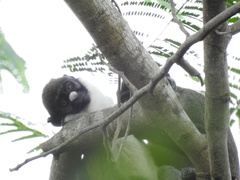 Cercopithecus petaurista