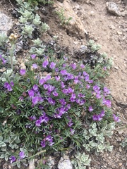 Astragalus kentrophyta