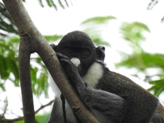 Cercopithecus petaurista
