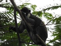 Cercopithecus petaurista