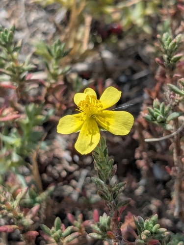 Fumana thymifolia, photograph 5