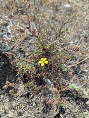 Fumana thymifolia, photograph Marios Thoma, CC BY, iNaturalist via GBIF