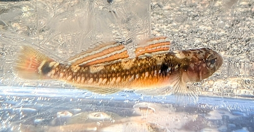 Tweevlekgrondel (Gobiusculus flavescens) — Gobiidae — 4