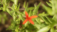 Anisacanthus quadrifidus wrightii