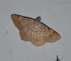 Frederickia flaviterminata