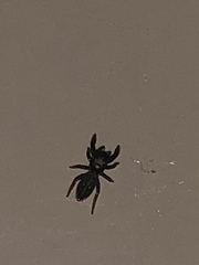 Metacyrba